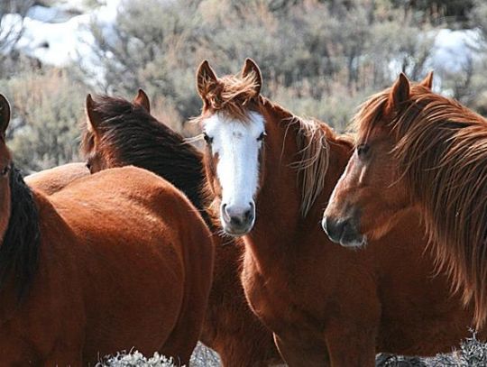 BLM Wild Horse Numbers are in, Roundups Continue