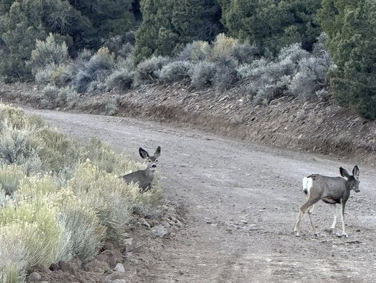 Nevada Deer Hunters Cautionioned About Chronic Wasting Disease