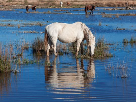 BLM Approves Lahontan Wild Horse Herd Gather Roundup Date to be Scheduled