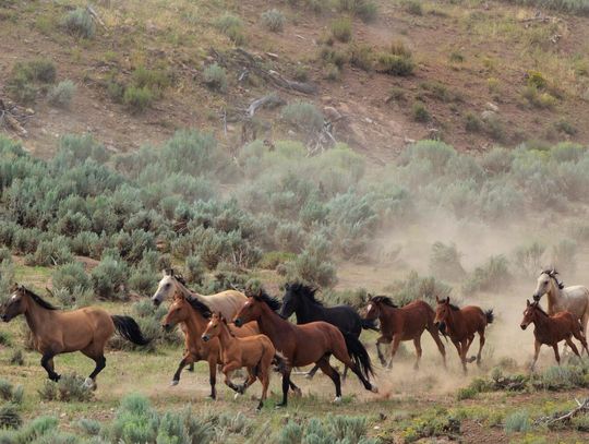BLM Approves Wild Horse Management Plan for Callaghan Complex