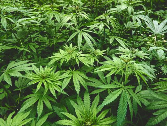 Business Impact Surveys for Proposed Hemp Regulation Changes Business Impact Surveys for Proposed Hemp Regulation Changes