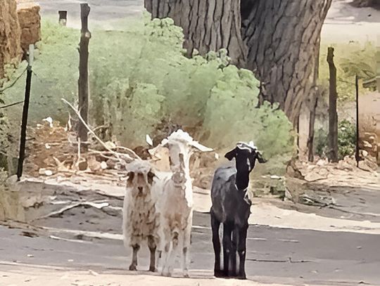 Captain's Log – Fancy Goats at Boyer Bunny Ranch