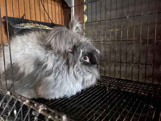 Captain’s Log – Feathered Fiasco Captain’s Log – Feathered Fiasco