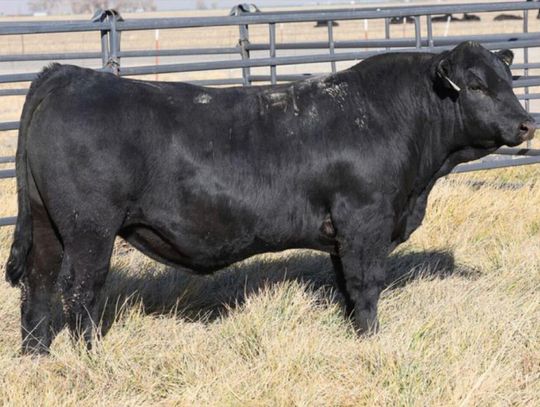 Great Basin Bull Sale Week is Back Feb 13-15 Great Basin Bull Sale Week is Back Feb 13-15
