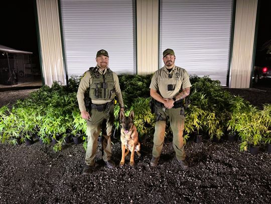 Mineral County Sheriff's K9 Alerts to 263 Live Marijuana Plants in Transport