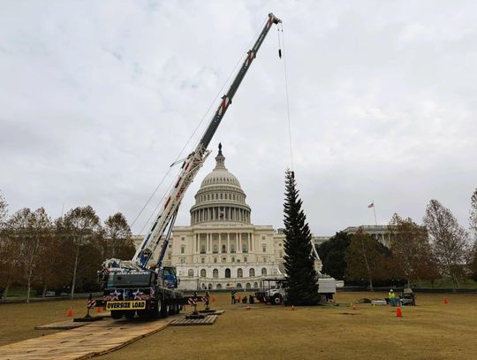 Nevada’s “Silver Belle” Takes Center Stage Tonight at U.S. Capitol Christmas Tree Lighting Nevada’s “Silver Belle” Takes Center Stage Tonight at U.S. Capitol Christmas Tree Lighting