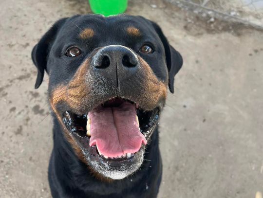 Pets of the Week