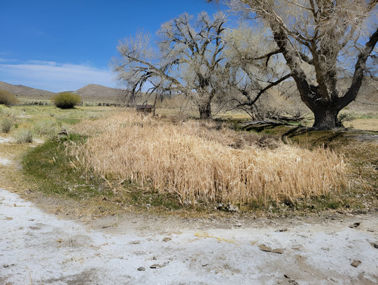 Rhyolite Ridge Lithium Project Moves Forward Amid Environmental Concerns