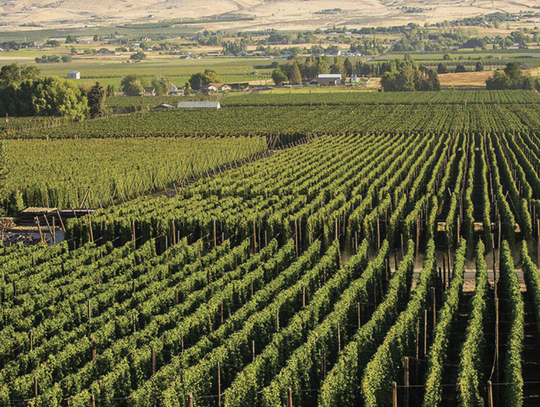 Supporting American Brewers Supports Nevada’s Hospitality Industry