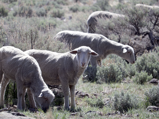Targeted Grazing to Reduce Wildfire Risk Across Forest Lands
