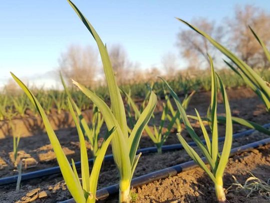 UNR Hosts Nevada Farmers Forum UNR Hosts Nevada Farmers Forum