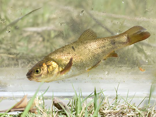 Water and Wildlife Battle in Esmeralda County Leads to Uncertain Future for Farms, Ranches, and Rhyolite Ridge Lithium Project