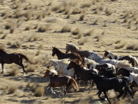Wild Horse Gather Schedule Changes and Updates