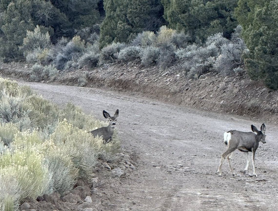 Nevada Deer Hunters Cautionioned About Chronic Wasting Disease