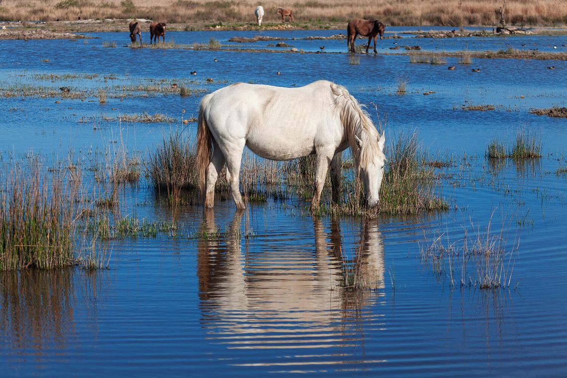 BLM Approves Lahontan Wild Horse Herd Gather Roundup Date to be Scheduled