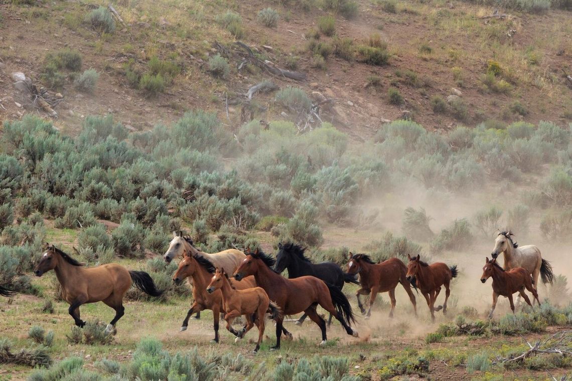 BLM Approves Wild Horse Management Plan for Callaghan Complex BLM Approves Wild Horse Management Plan for Callaghan Complex