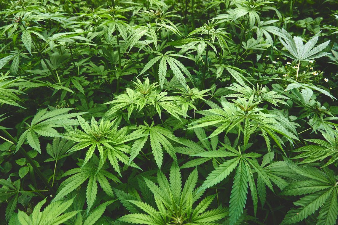 Business Impact Surveys for Proposed Hemp Regulation Changes Business Impact Surveys for Proposed Hemp Regulation Changes