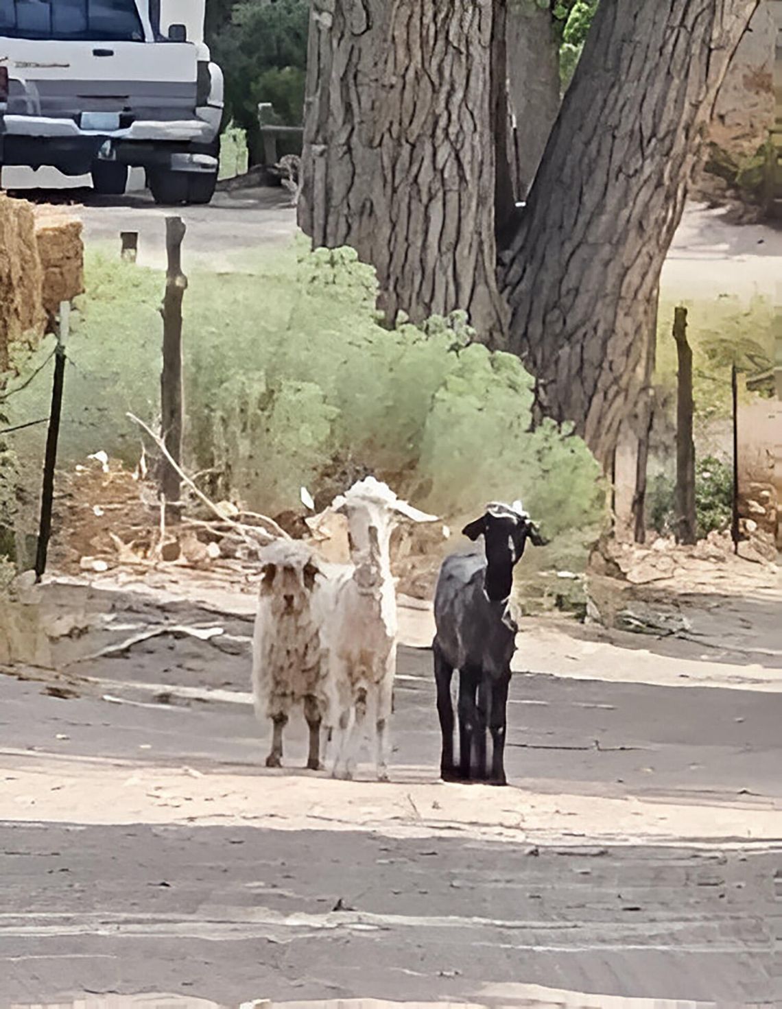 Captain's Log – Fancy Goats at Boyer Bunny Ranch