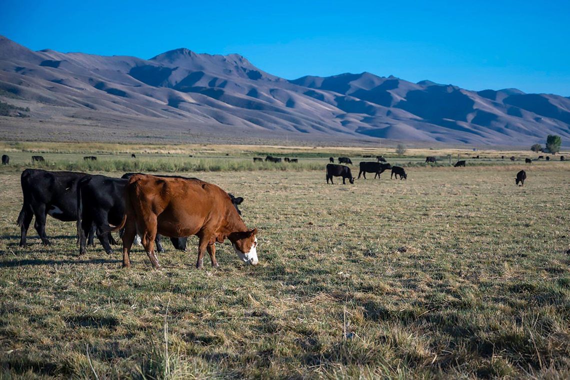 Cattlemen’s Update: Nevada Ranchers With Latest Market and Production Insights