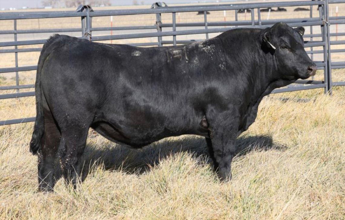 Great Basin Bull Sale Week is Back Feb 13-15