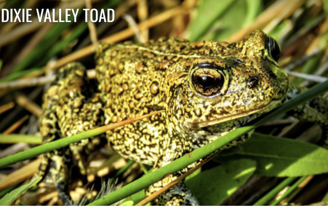 Legal Intervention Filed to Protect Endangered Toad