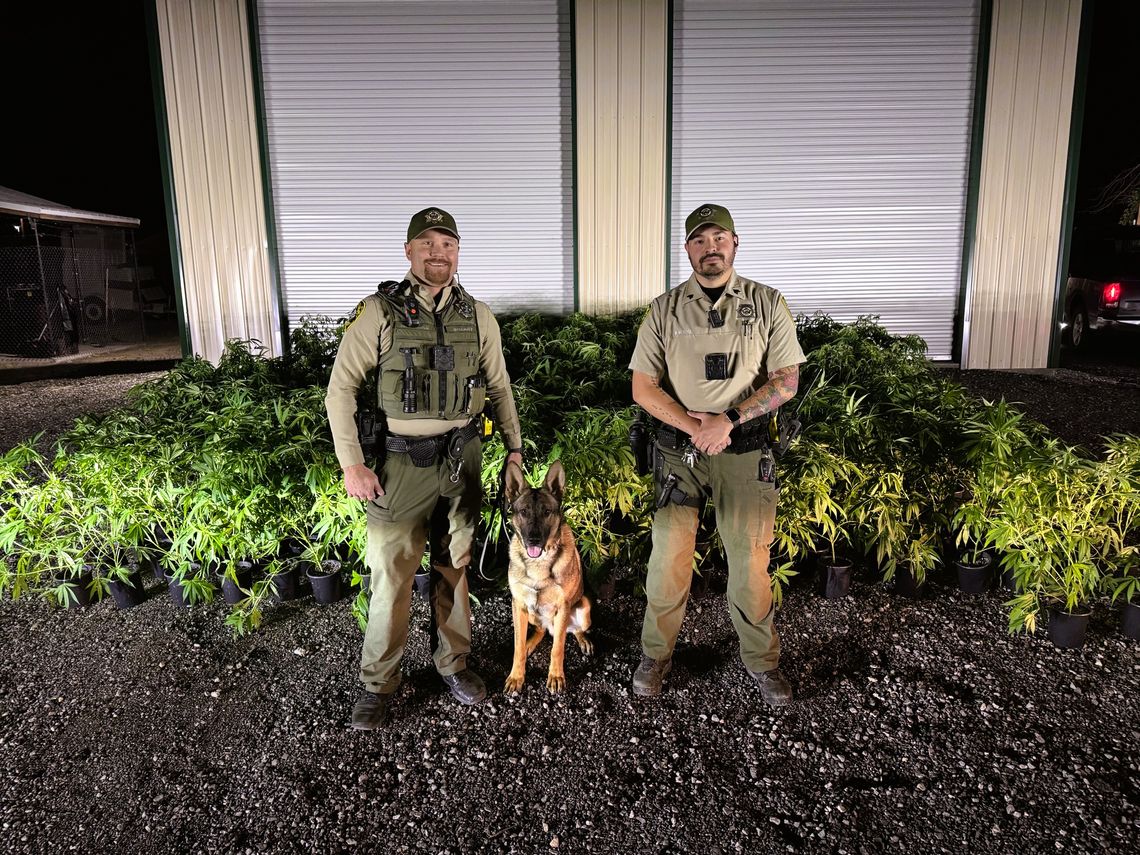 Mineral County Sheriff's K9 Alerts to 263 Live Marijuana Plants in Transport