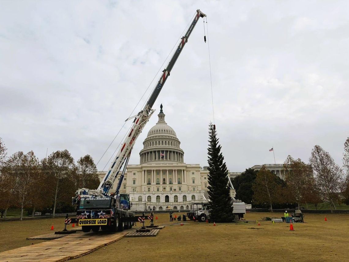 Nevada’s “Silver Belle” Takes Center Stage Tonight at U.S. Capitol Christmas Tree Lighting