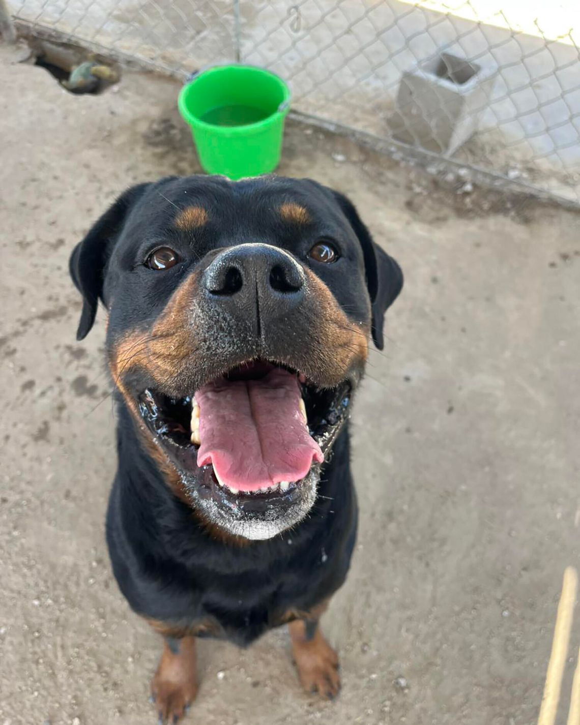 Pets of the Week