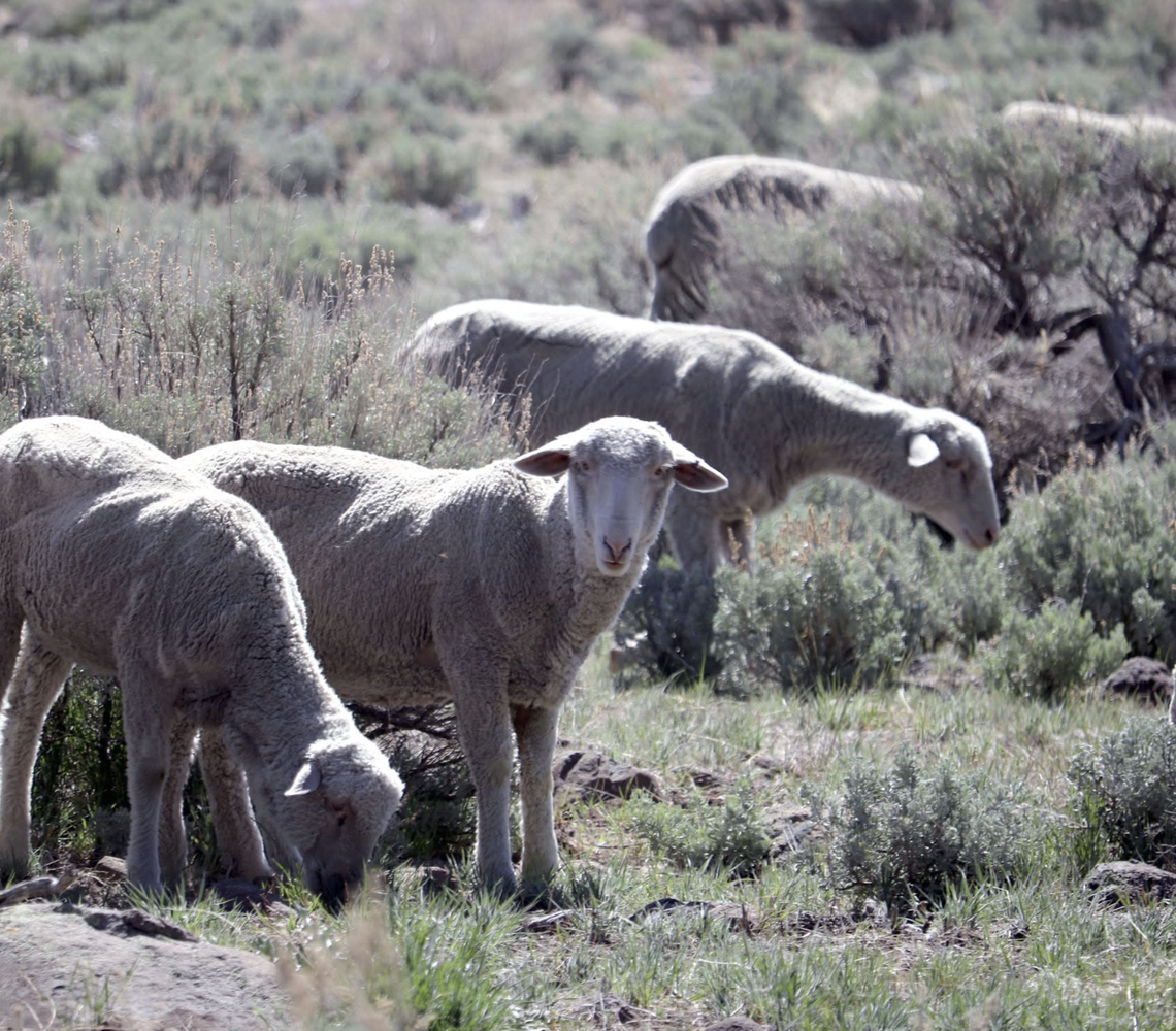 Targeted Grazing to Reduce Wildfire Risk Across Forest Lands Targeted Grazing to Reduce Wildfire Risk Across Forest Lands