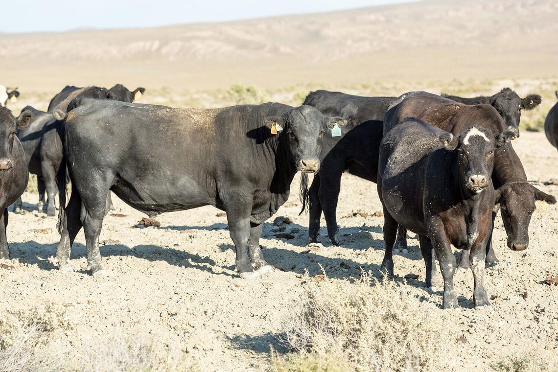 The Great Basin Bull Sale: A Legacy of Ranching in Northern Nevada