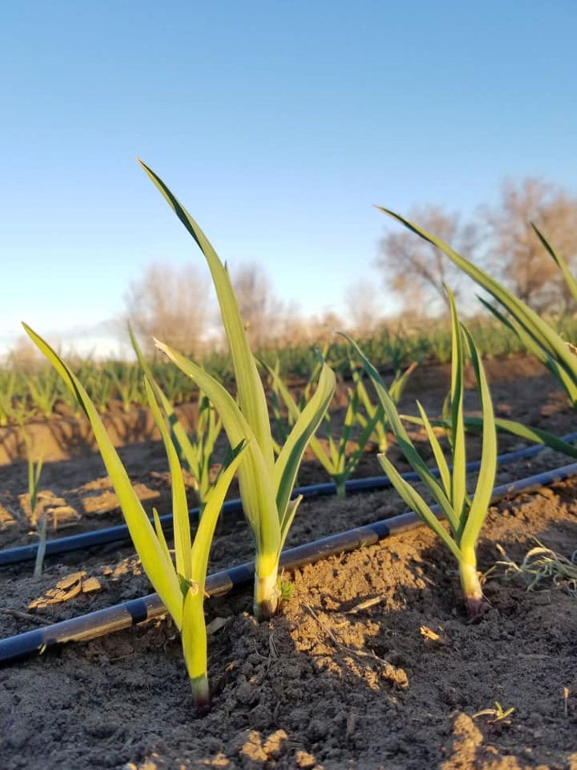 UNR Hosts Nevada Farmers Forum UNR Hosts Nevada Farmers Forum