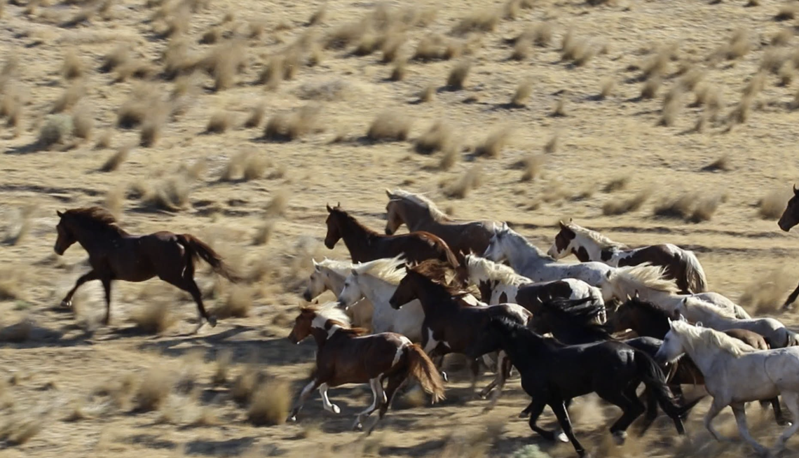 Wild Horse Gather Schedule Changes and Updates Wild Horse Gather Schedule Changes and Updates